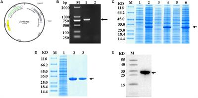 Hybrid Freeze-Dried Dressings Composed of Epidermal Growth Factor and Recombinant Human-Like Collagen Enhance Cutaneous Wound Healing in Rats